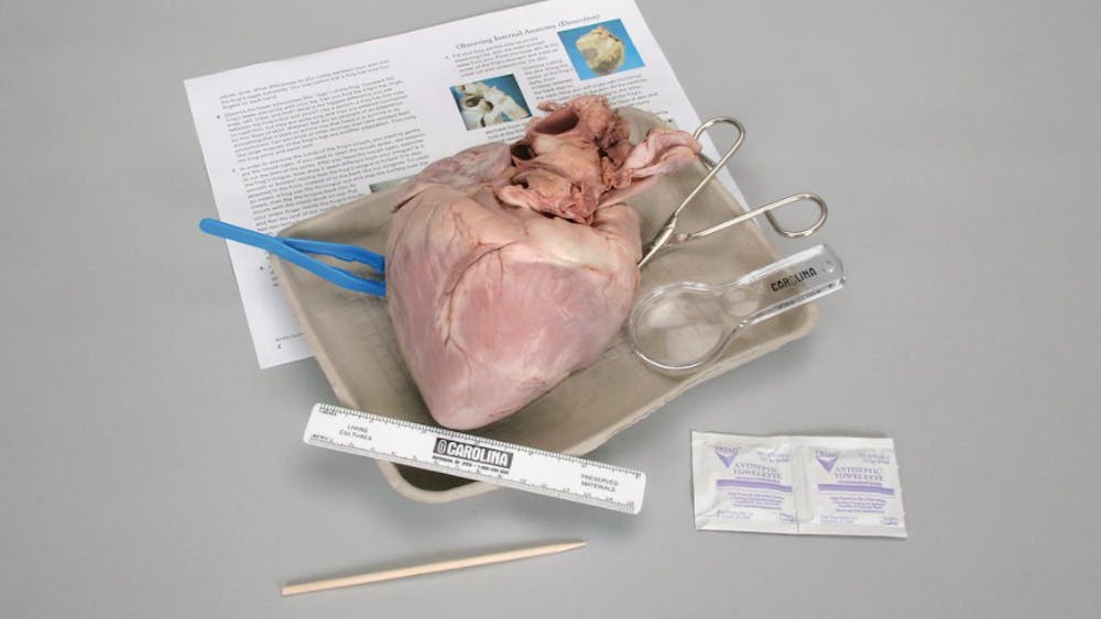 CAROLINA BIOLOGICAL SUPPLY COMPANY/CC BY-NC-ND 2.0
Pig hearts have been used for teaching anatomy, but Bennett was the first patient who successfully received a transplant with a pig heart.&nbsp;