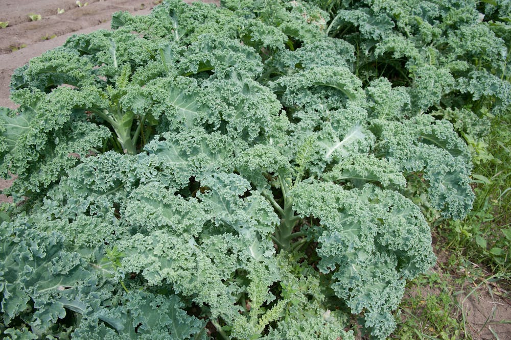 DWIGHT SIPLER / CC BY 2.0&nbsp;
A recent study from the Prasse lab analyzed contaminant levels in Baltimore-grown kale with positive results.