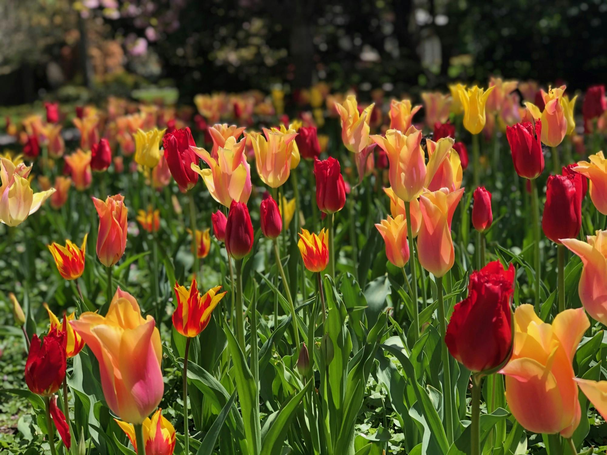 COURTESY OF RUDY MALCOM

Amid COVID-19, students found creative ways to promote sustainability.