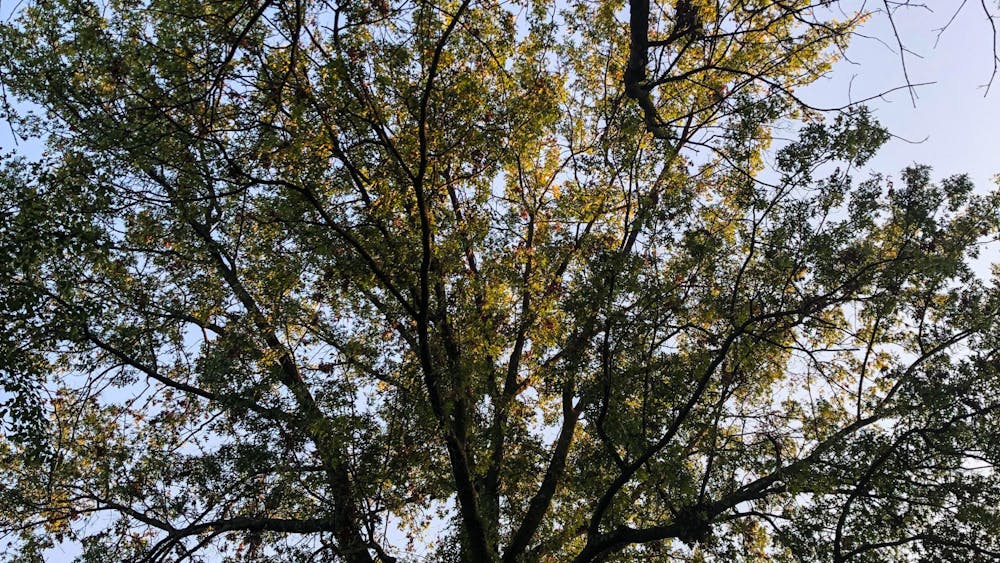 PHOTO EDITOR/NEHA SANGANA
Rittenhouse contemplates the label of bisexuality in the context of her identity.