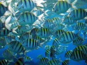  Uxbona/cc-by-sa-3.0
Increased oceanic carbon dioxide levels can be deadly for fish.