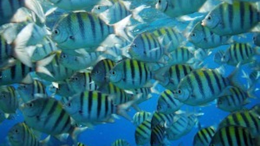  Uxbona/cc-by-sa-3.0
Increased oceanic carbon dioxide levels can be deadly for fish.