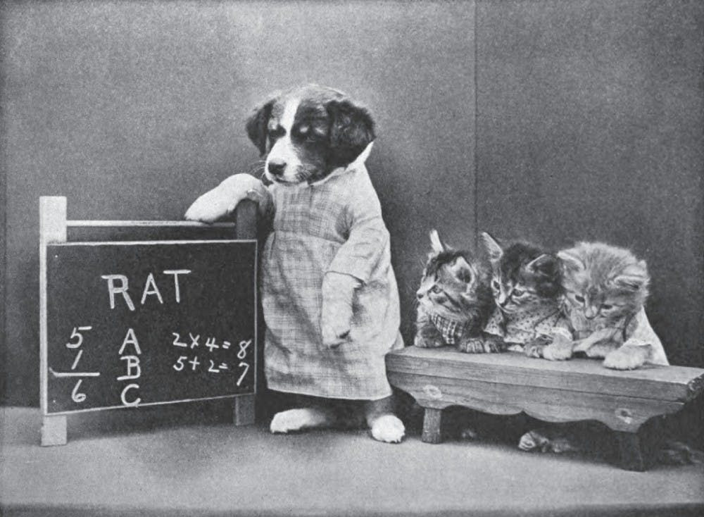  Harry W. Frees/Wikimedia Commons
A dog teaches three kittens how to spell and do basic addition. This is a real photograph with real animals.