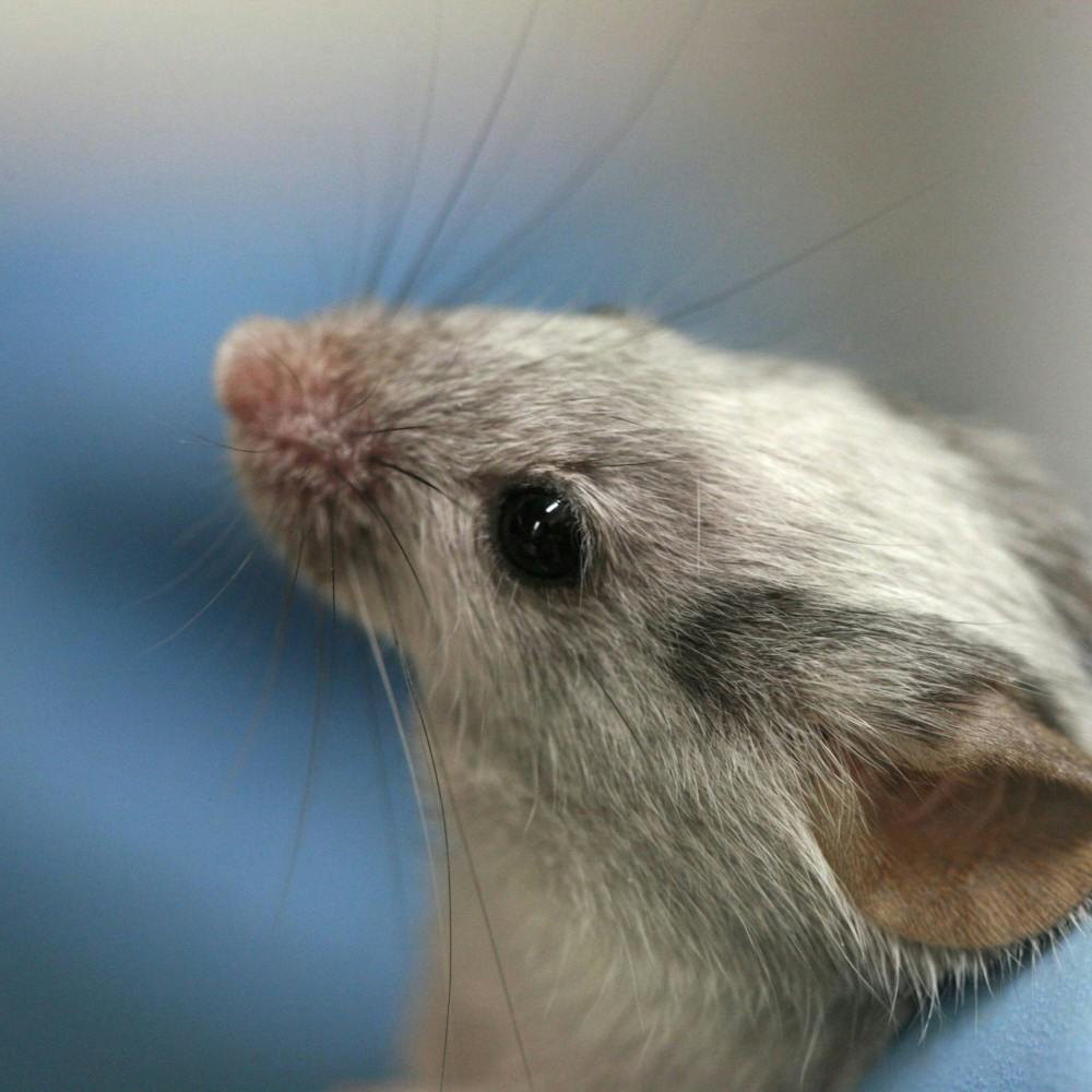 rama/cc-by-sa-2.0 fr
Researchers use animal models before testing a new drug on humans.