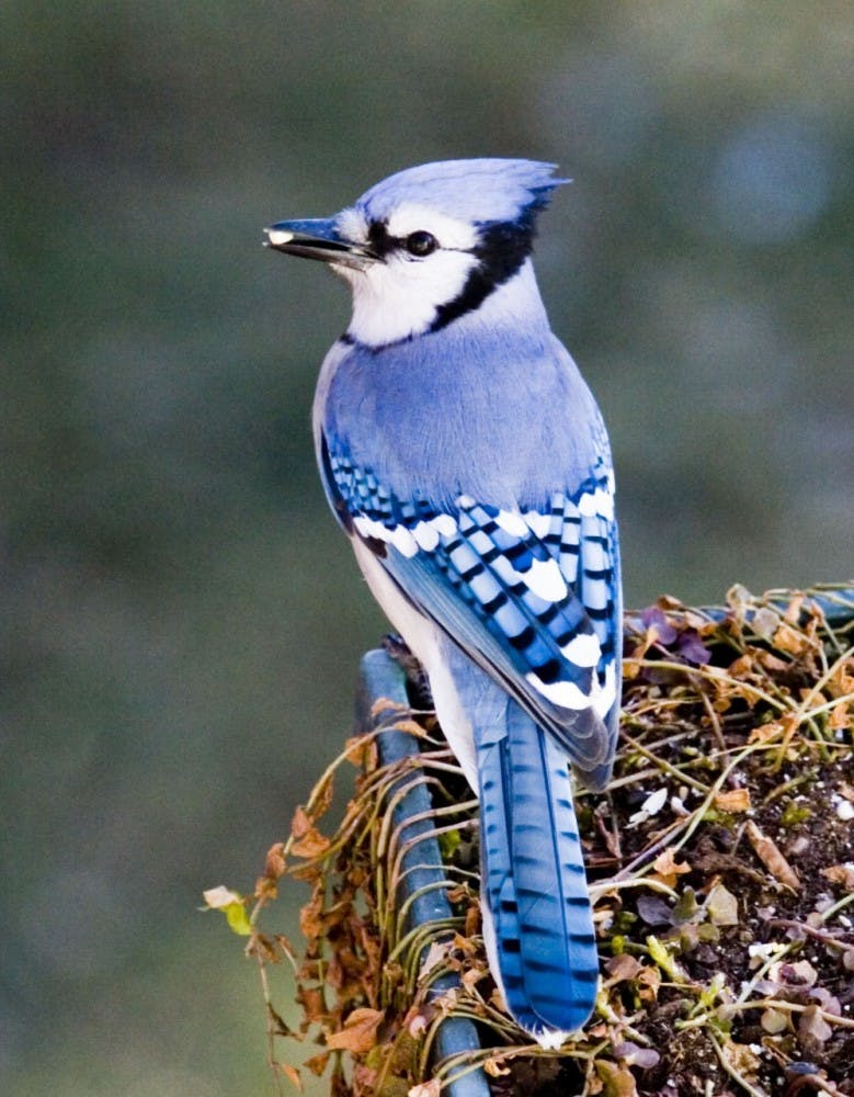 COURTESY OF WWW.BARHORST.ORG
Distant ancestors of the blue jay may have used four wings to fly.