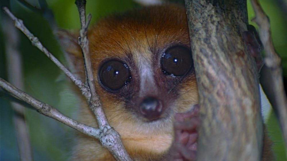  DUPONT/cc-by-sa-2.0
All three recently named species of mouse lemurs are found in the southern and eastern parts of Madagascar.