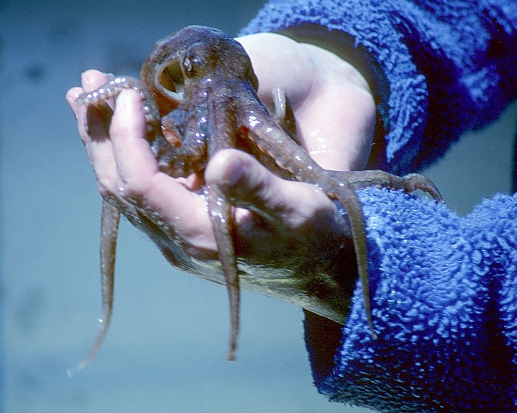 Man Befriends Mollusk In ‘My Octopus Teacher’ | The Justice