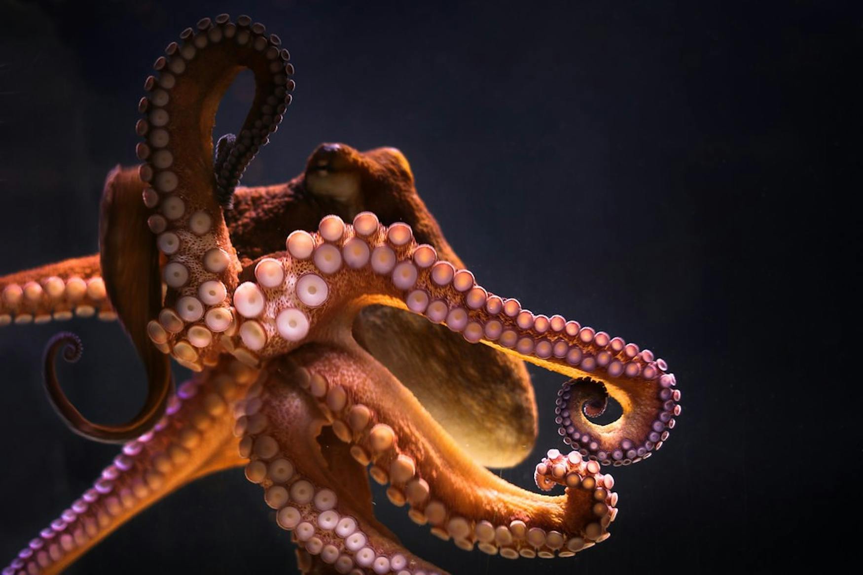 octopus.jpeg