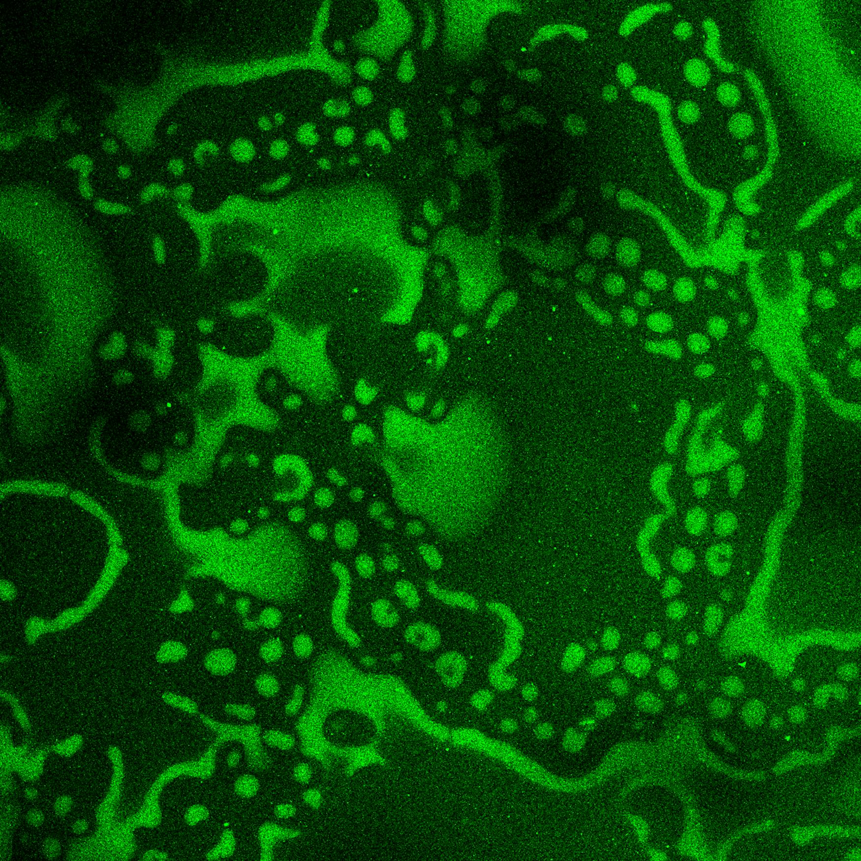 Courtesy of Aiden Powers1.PNG