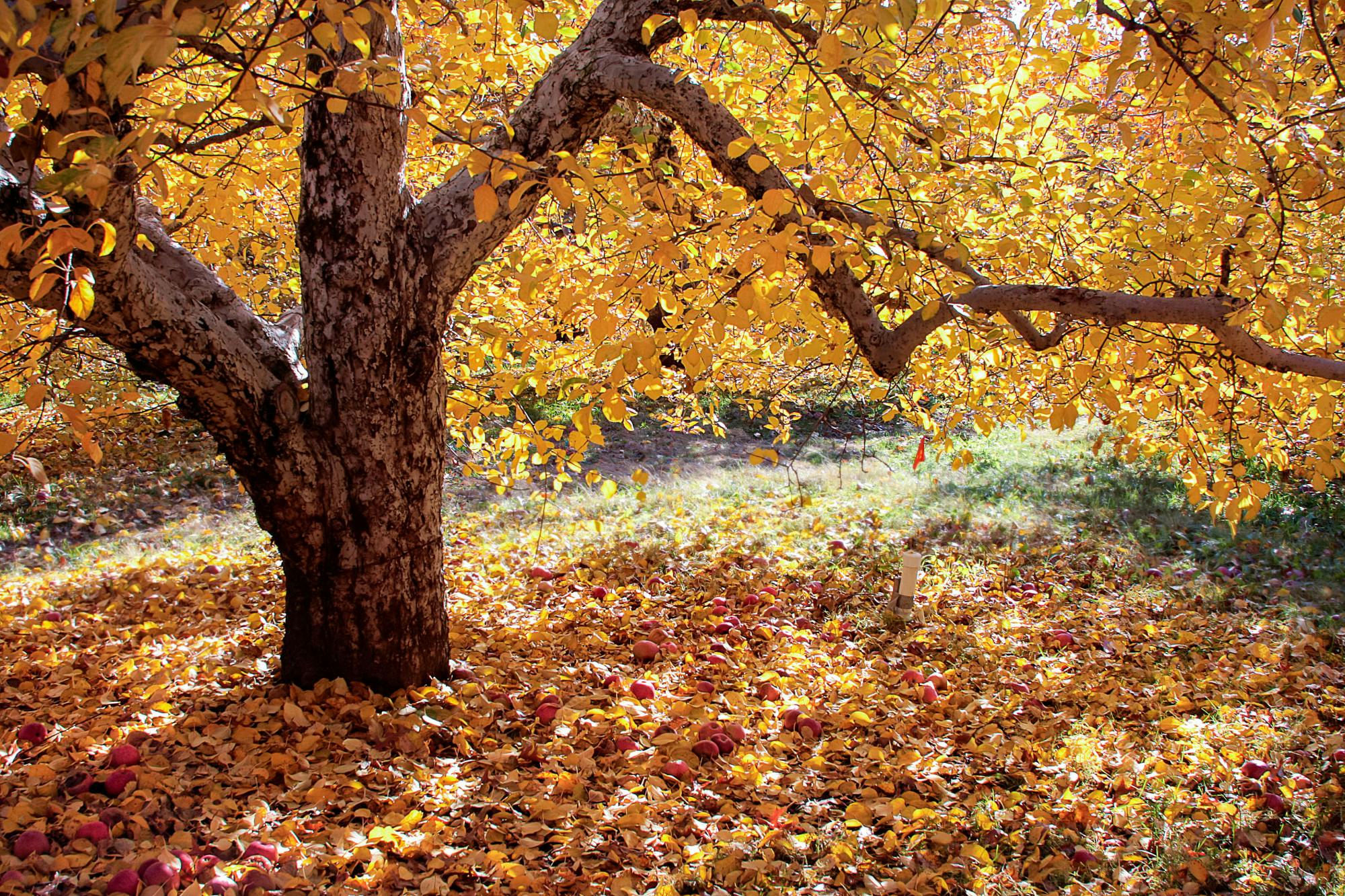 Fall activities guide: Explore local festivities this autumn