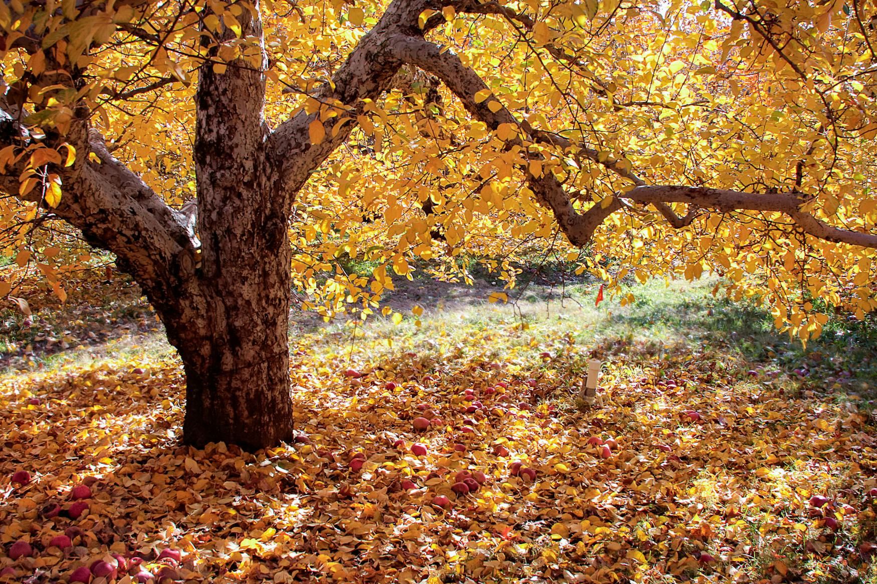 foliage