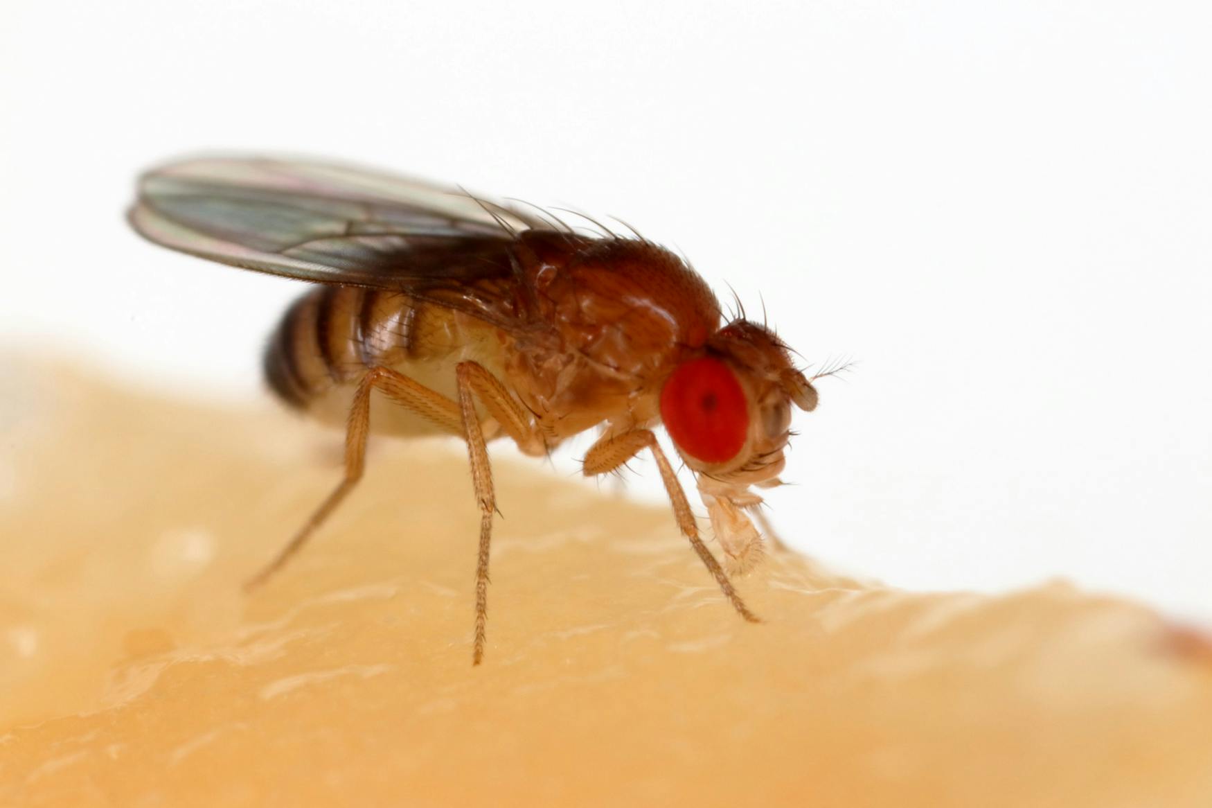 Drosophila_melanogaster_Proboscis (1).jpg