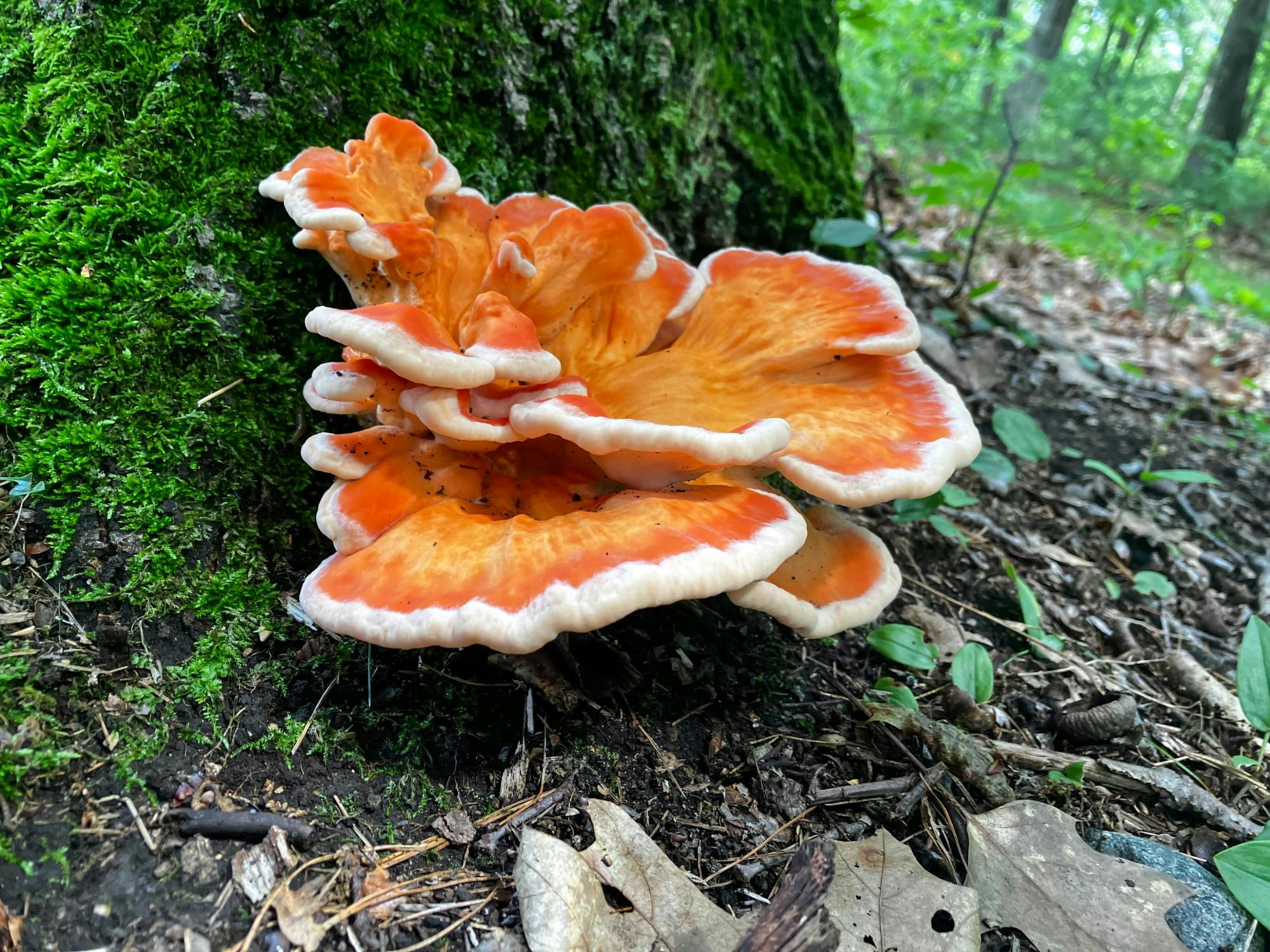 Fun fungi with naturalist Jonathan Kranz | The Justice
