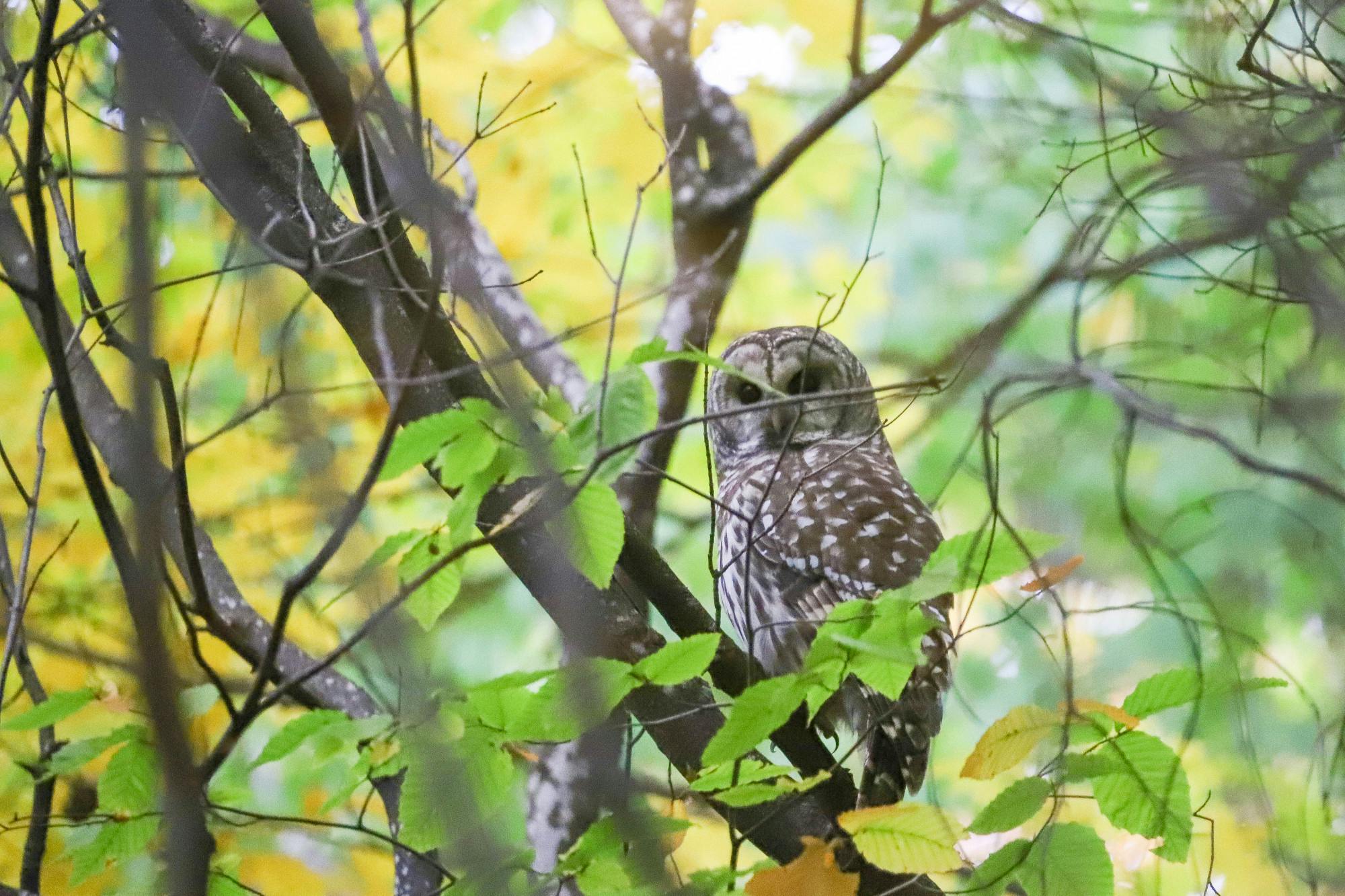 Barred owl in the woods.JPEG