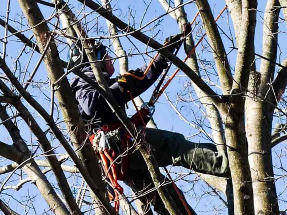 Tree-Cutters-4-of-6-514x1024