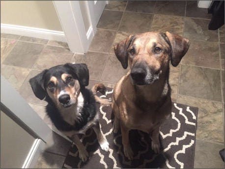 Remote-Profs-courtesy-of-Kareem-Khalifa