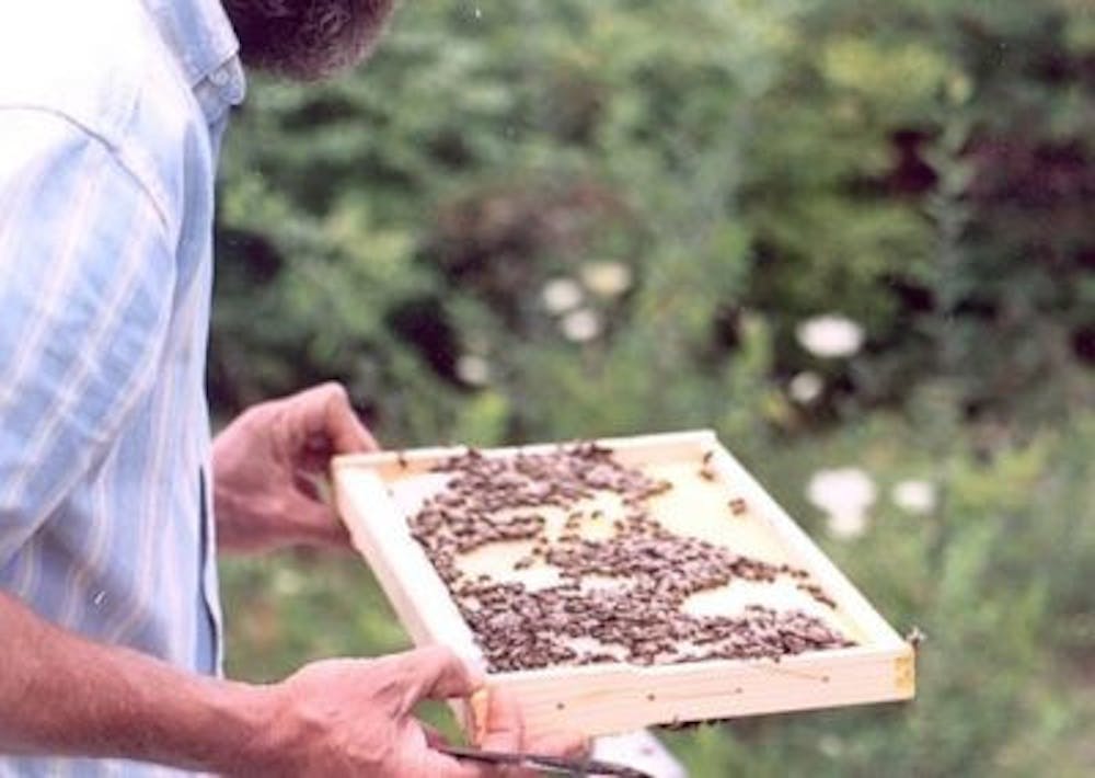 VT Author Series, co-hosted by Ilsley Library and Vermont Book Shop, bring writer and beekeeper Kirk Webster to speak.