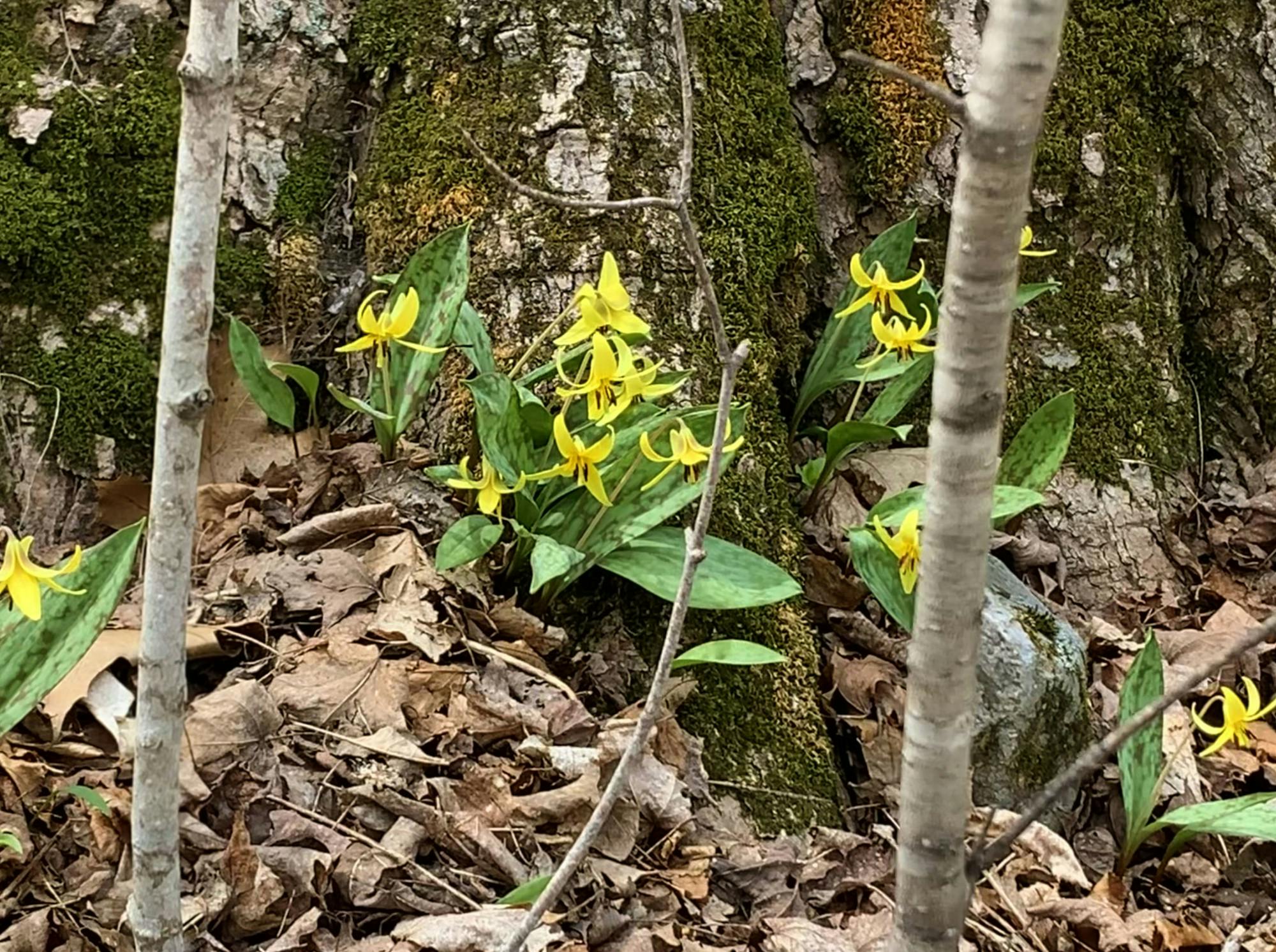 04222023 Yellow Trout Lilies Under Tree.jpg