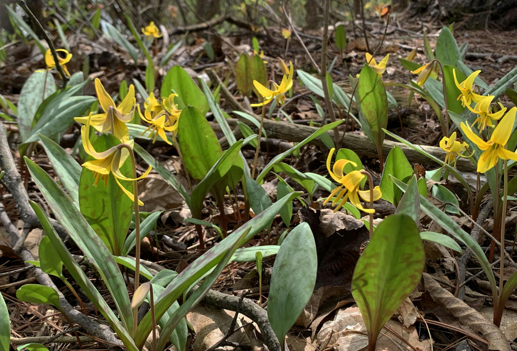 04222023 Yellow Trout Lilies.jpg