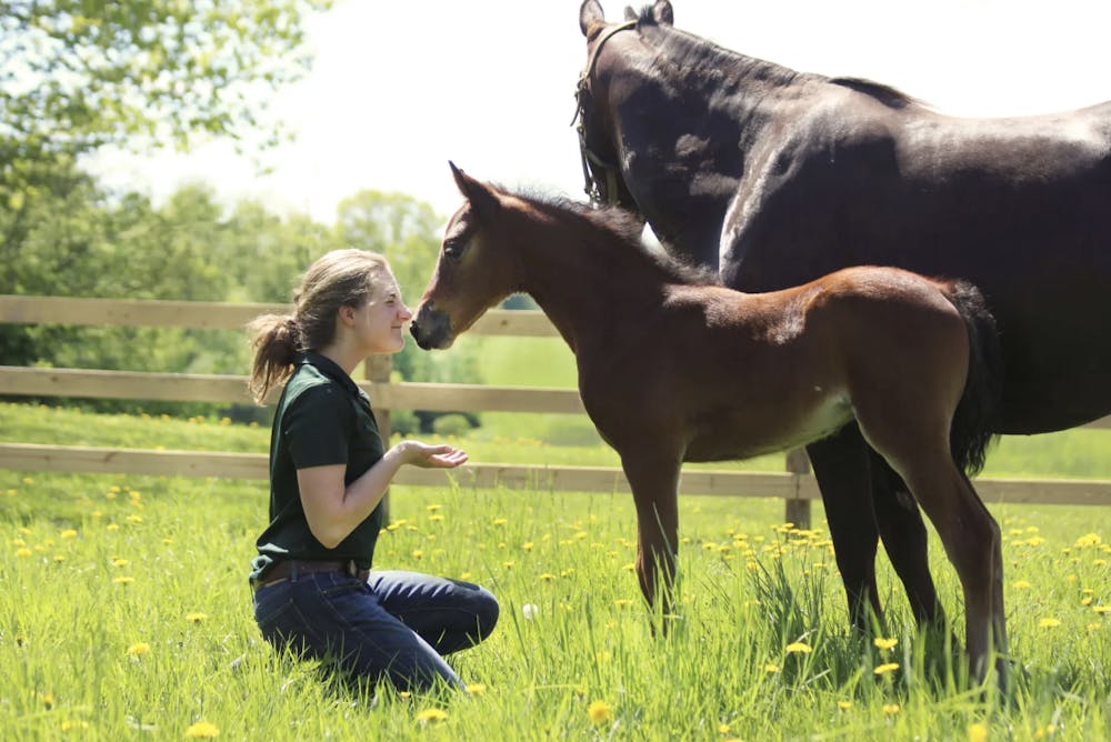 With over 40 Morgan horses living there today, UVM’s Morgan Horse Farm serves as a teaching facility for both students and the general public.