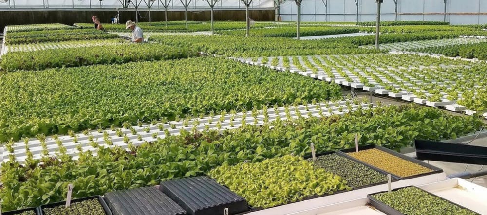 5.a-Hydroponics-Color