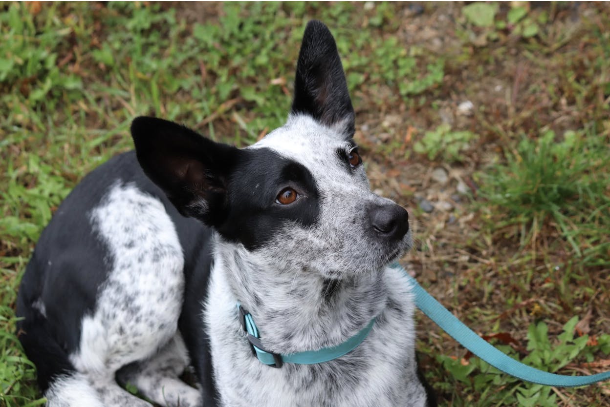 Screen Shot 2022-10-26 at 10.38.59 AM.png