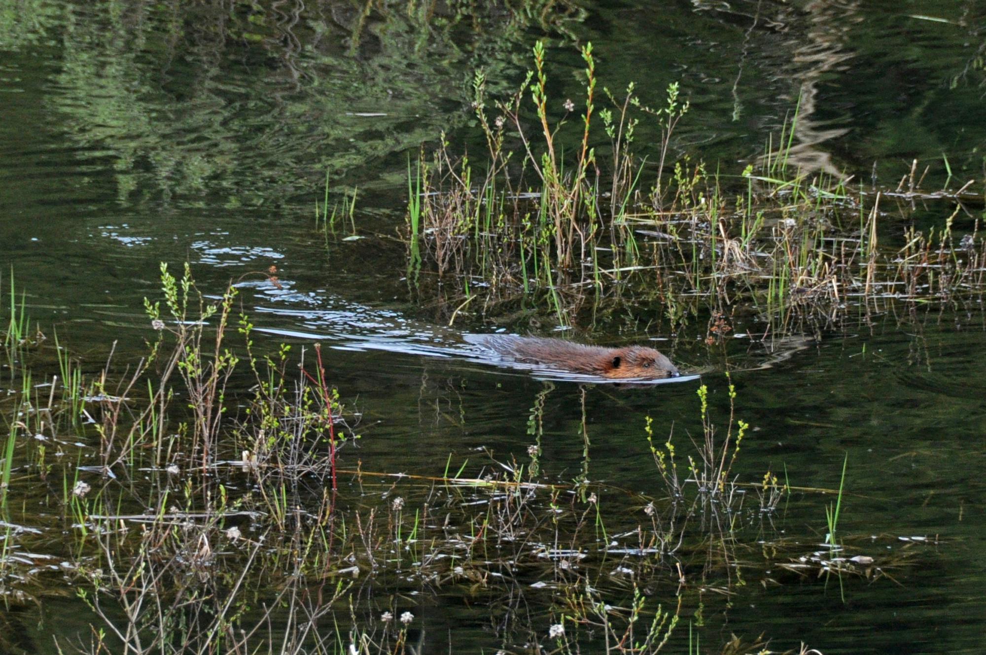 4553186328_0ab533ce85_o (1).jpg