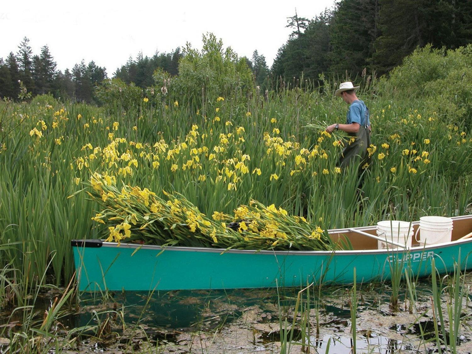 yellow-iris-invasive