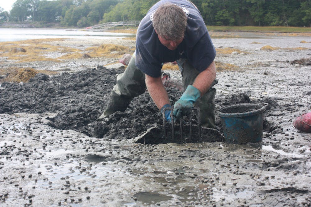 <span class="photocreditinline">COURTESY PHOTO</span><br />Clam harvester Chad Coffin in Freeport, Maine, goes through concentrated mud where green crabs have killed native grasses.