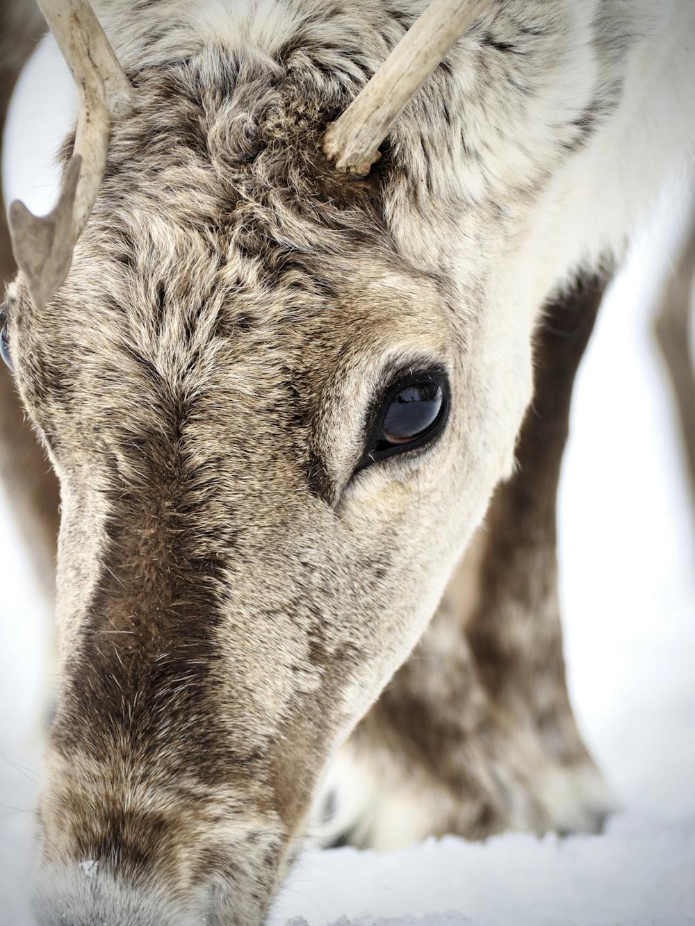 ”The soulful gaze of Sápmi.”