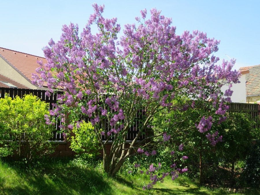 lilac-tree-Simone-Kraus-900x675