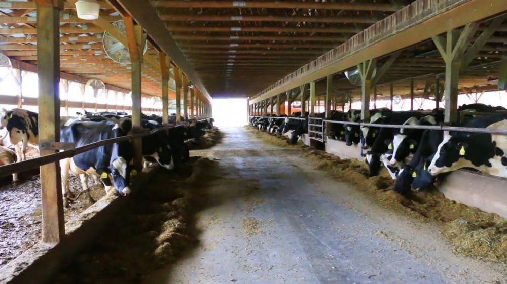 <span class="photocreditinline">COURTESY PHOTO</span><br />Monument Farms, based in Weybridge, is one of the hundreds of Vermont dairy producers impacted by the economic realities of the Covid-19 outbreak. Demand fluctuation and a lack of infrastructure has given the industry no option but to dump its milk.