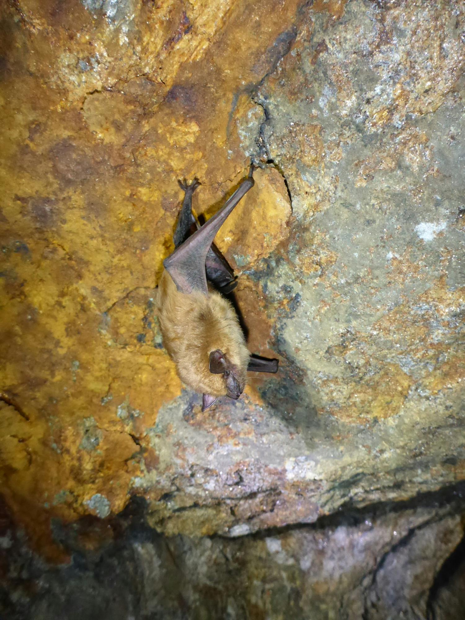 main pic - BigBrownBat_VTDFW.JPG