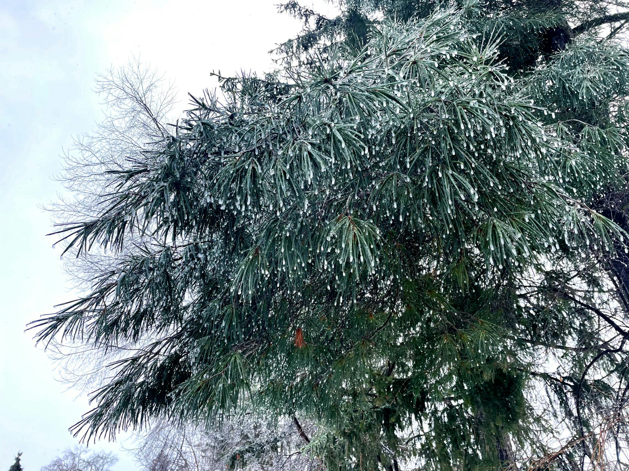 Icy trees by Forest Hall - Lynn Yan 24.5.heic