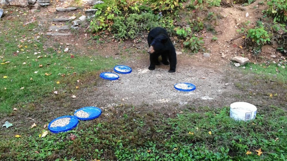 <span class="photocreditinline">Courtesy of Jim Burke</span><br />One of the bears that frequents Burke’s property.