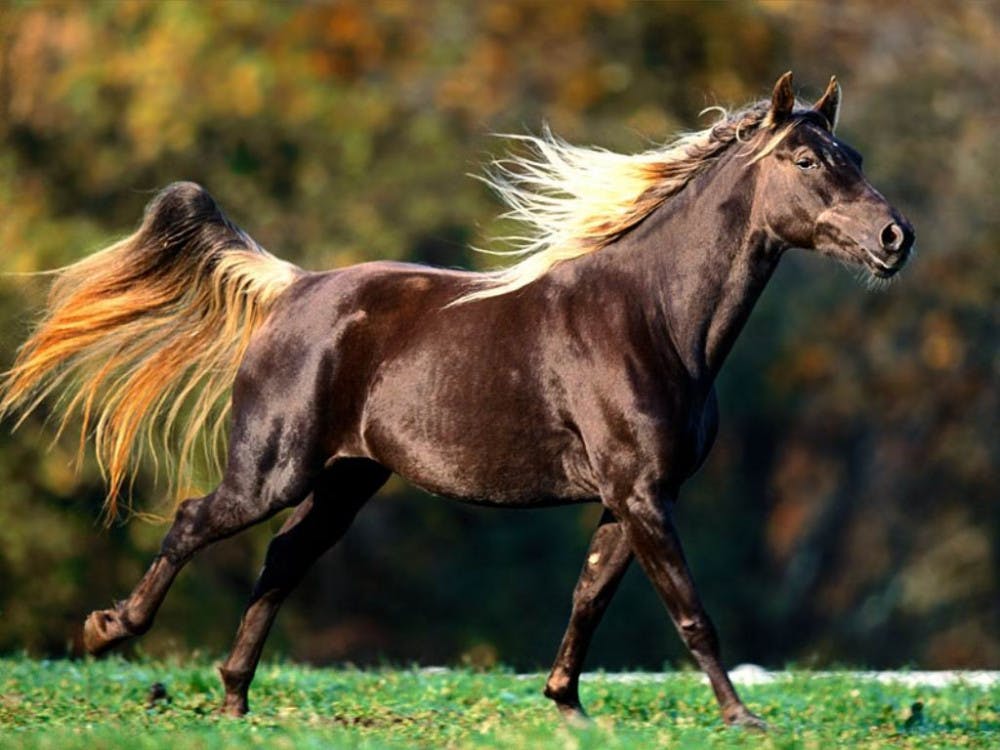horse