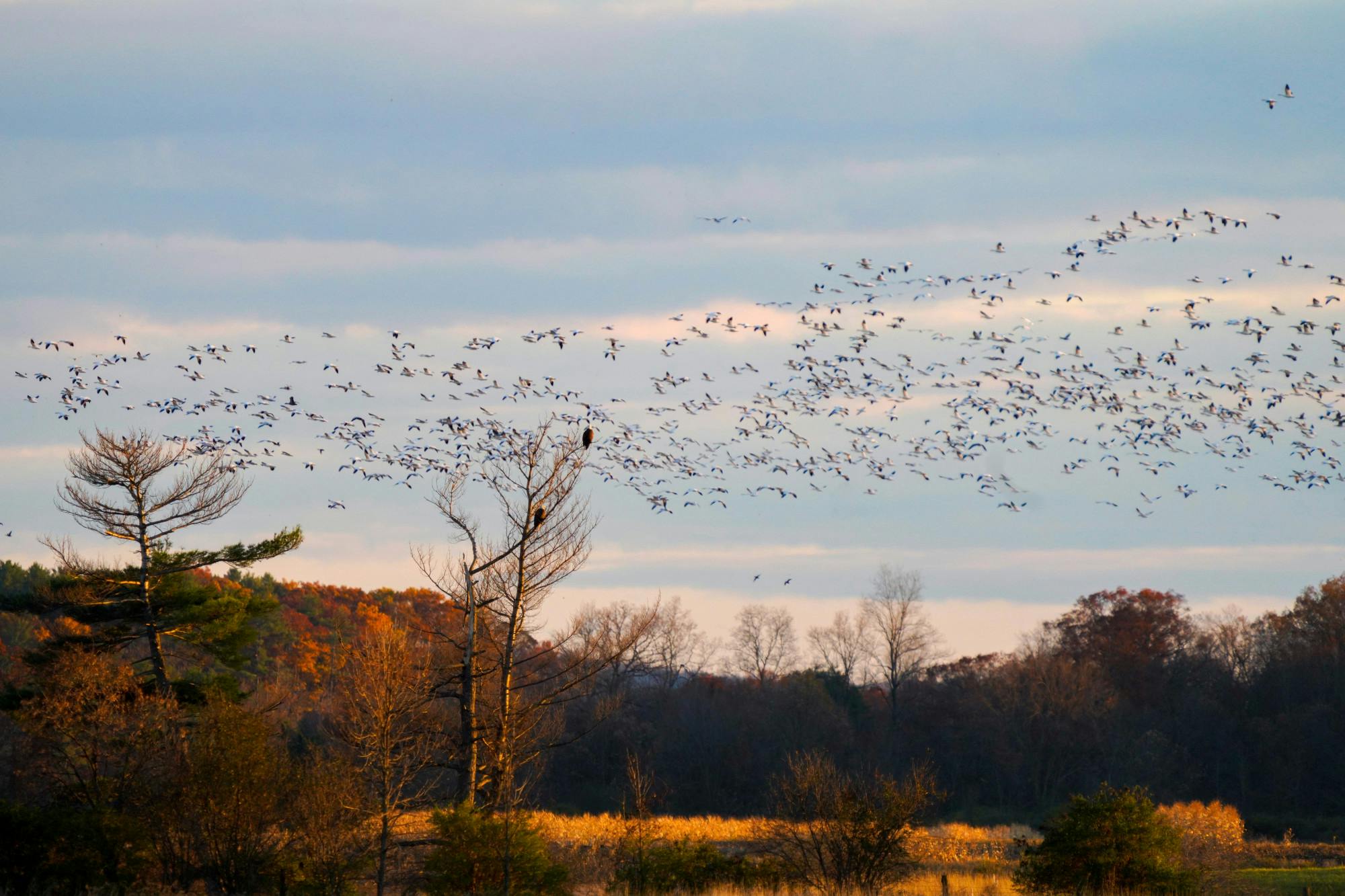 Bald eagle and snow geese.JPEG