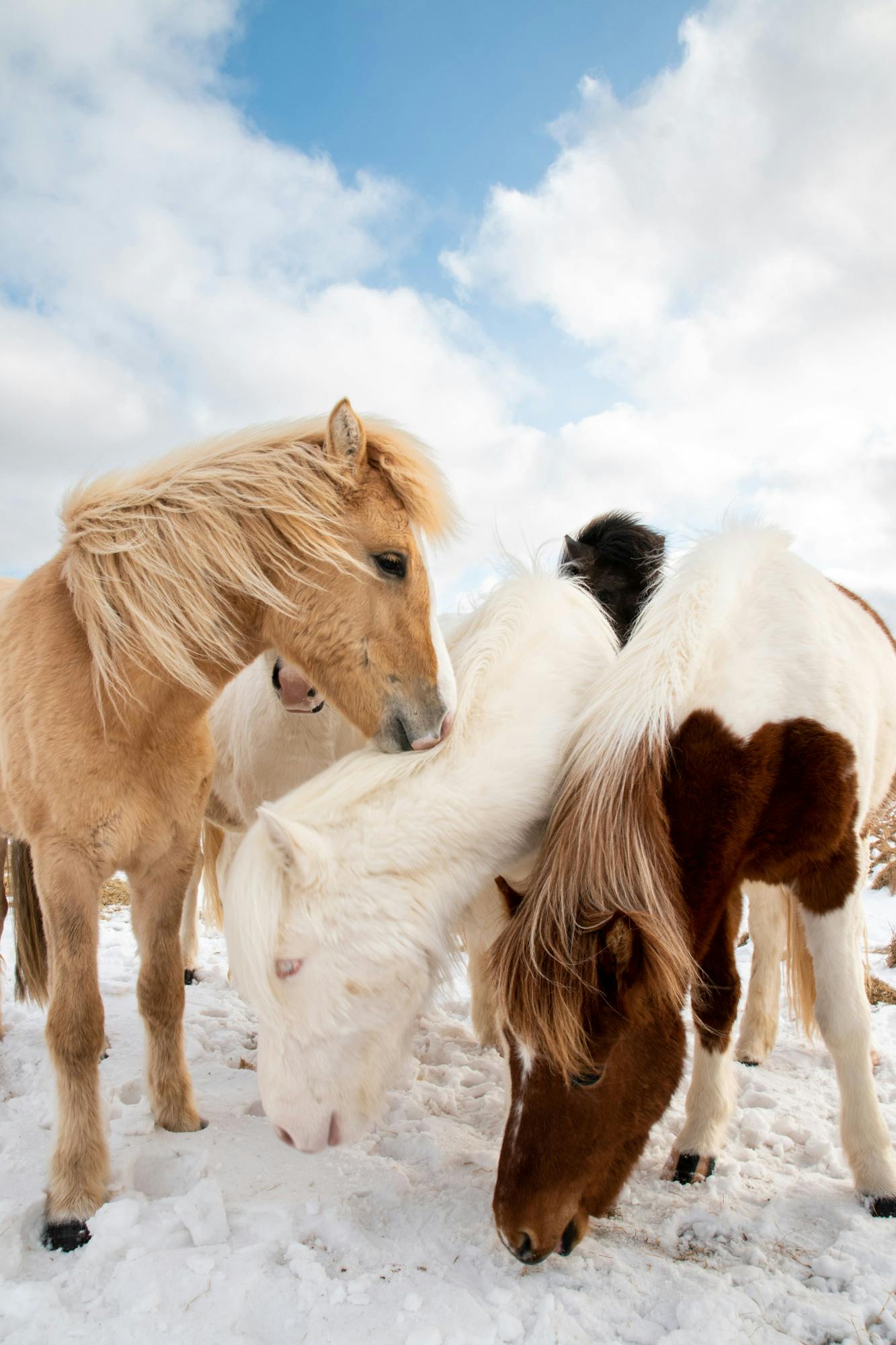 Lucas Nerbonne_Horses just north of the Arctic Circle_Grimsey, Iceland_Things.jpg