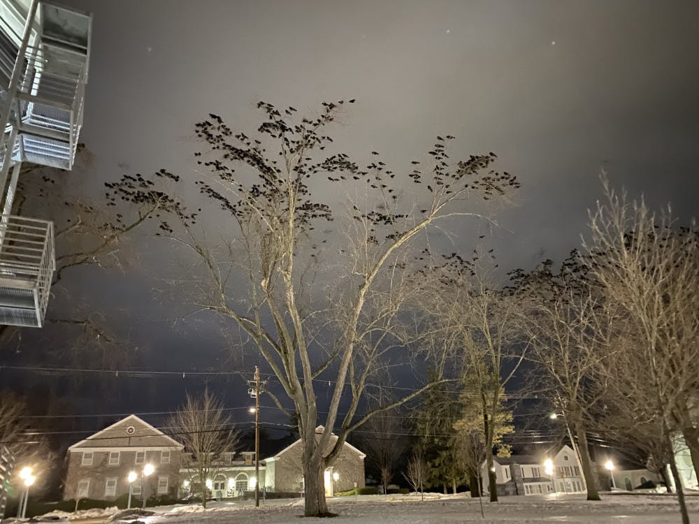 GoogleDrive_BenjyRenton-Crows