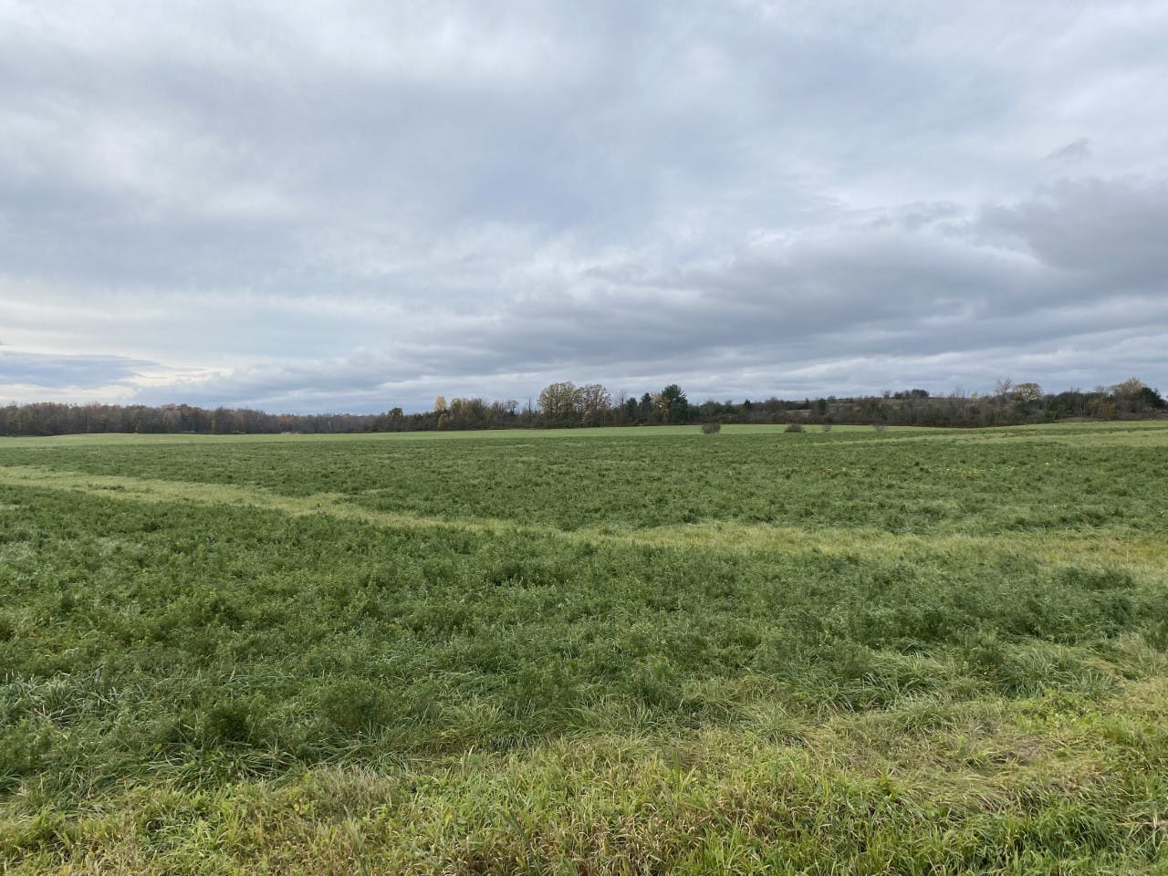 Solar Panel Field.jpg