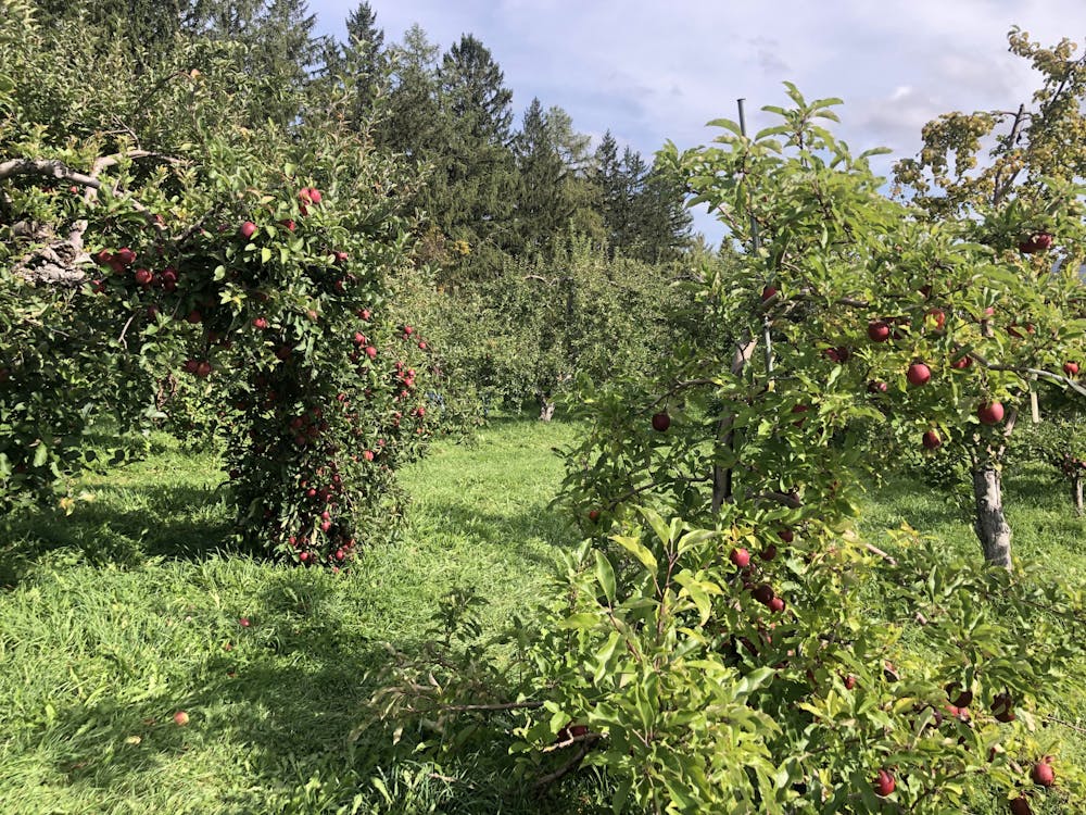A row of apple trees at Happy Valley Orchards in Middlebury, VT. 