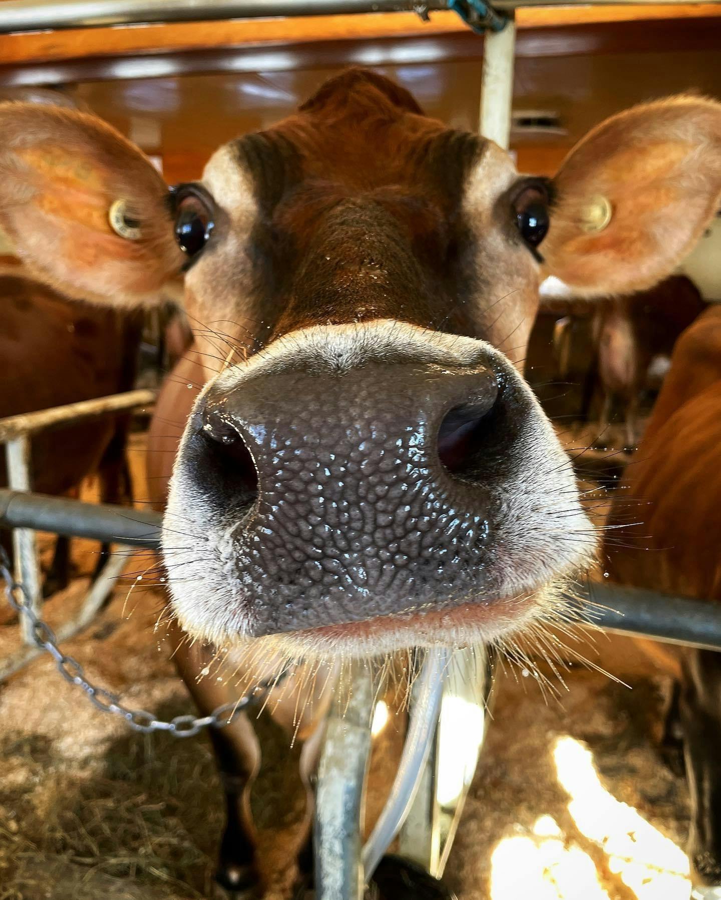 Catie Raishart cow.jpeg