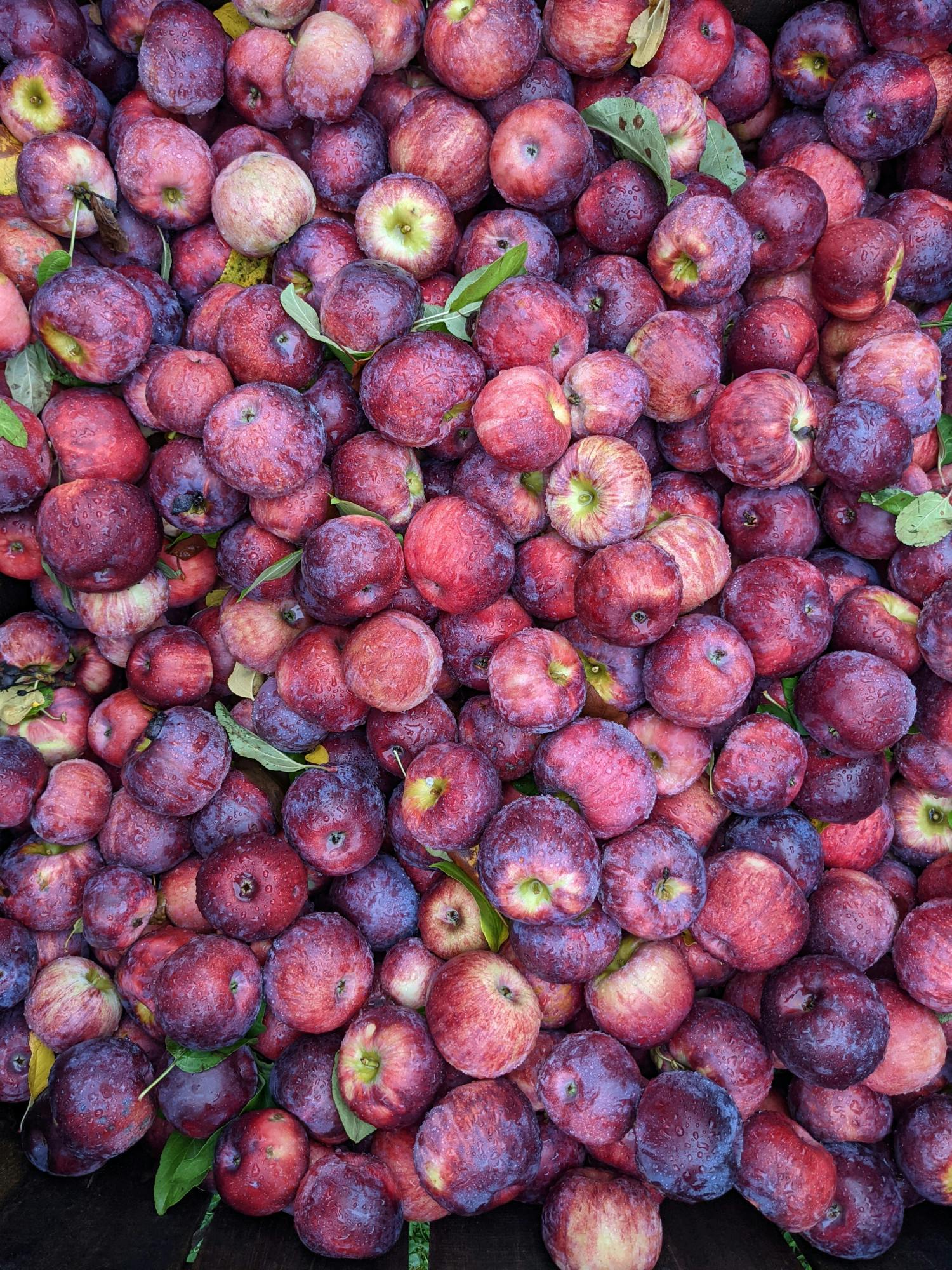 Happy Valley Apples_ Late Fall _ Jonathan Carroll-Madden '24.jpg