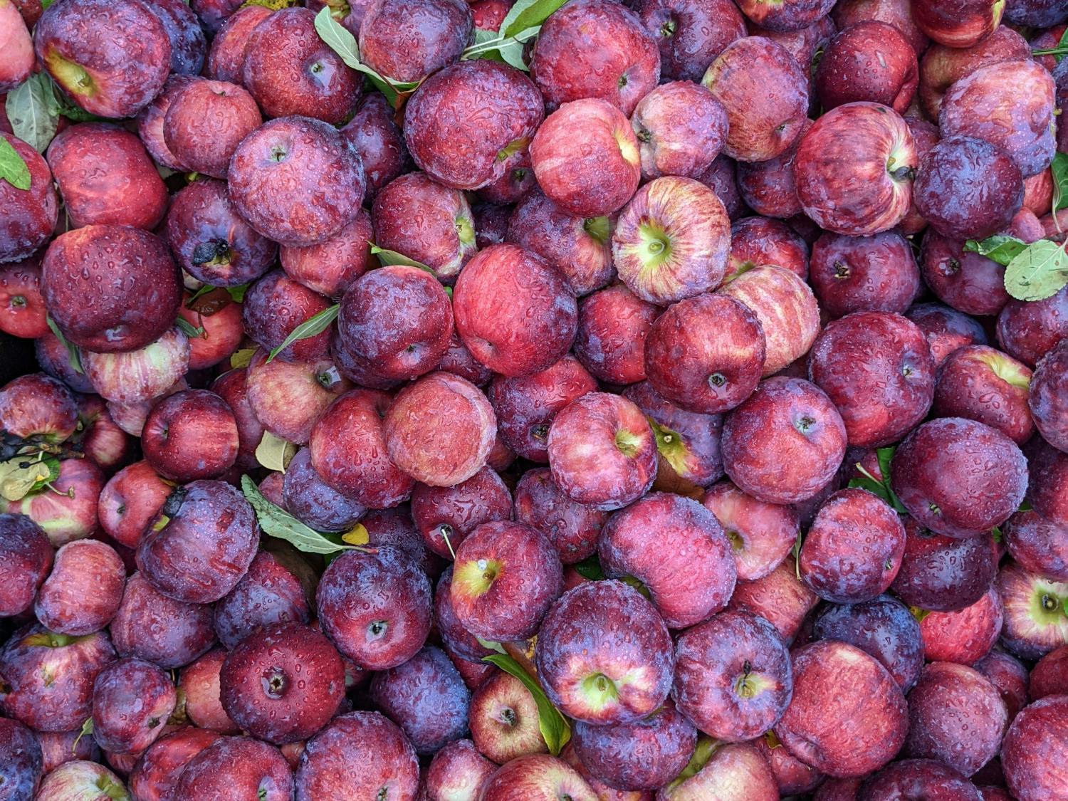 Happy Valley Apples_ Late Fall _ Jonathan Carroll-Madden '24.jpg