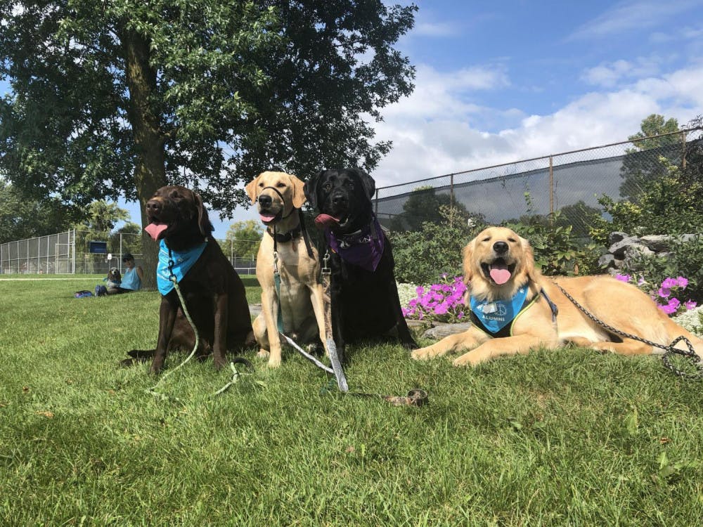 <span class="photocreditinline">BRIDGET COLLITON/THE MIDDLEBURY CAMPUS</span><br />Pups bask in the sun at Woofstock on September 15.