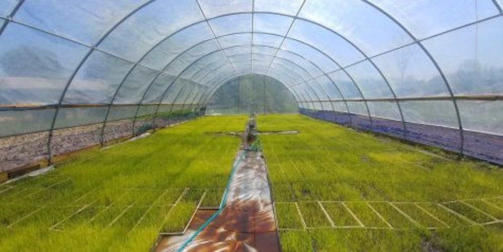 <span class="photocreditinline">COURTESY PHOTO</span><br />Erik Andrus of Boundbrook Farm in Vergennes has been growing rice since 2010 on his five-and-a-half-acre property. The rice harvest begins October 7 this year.