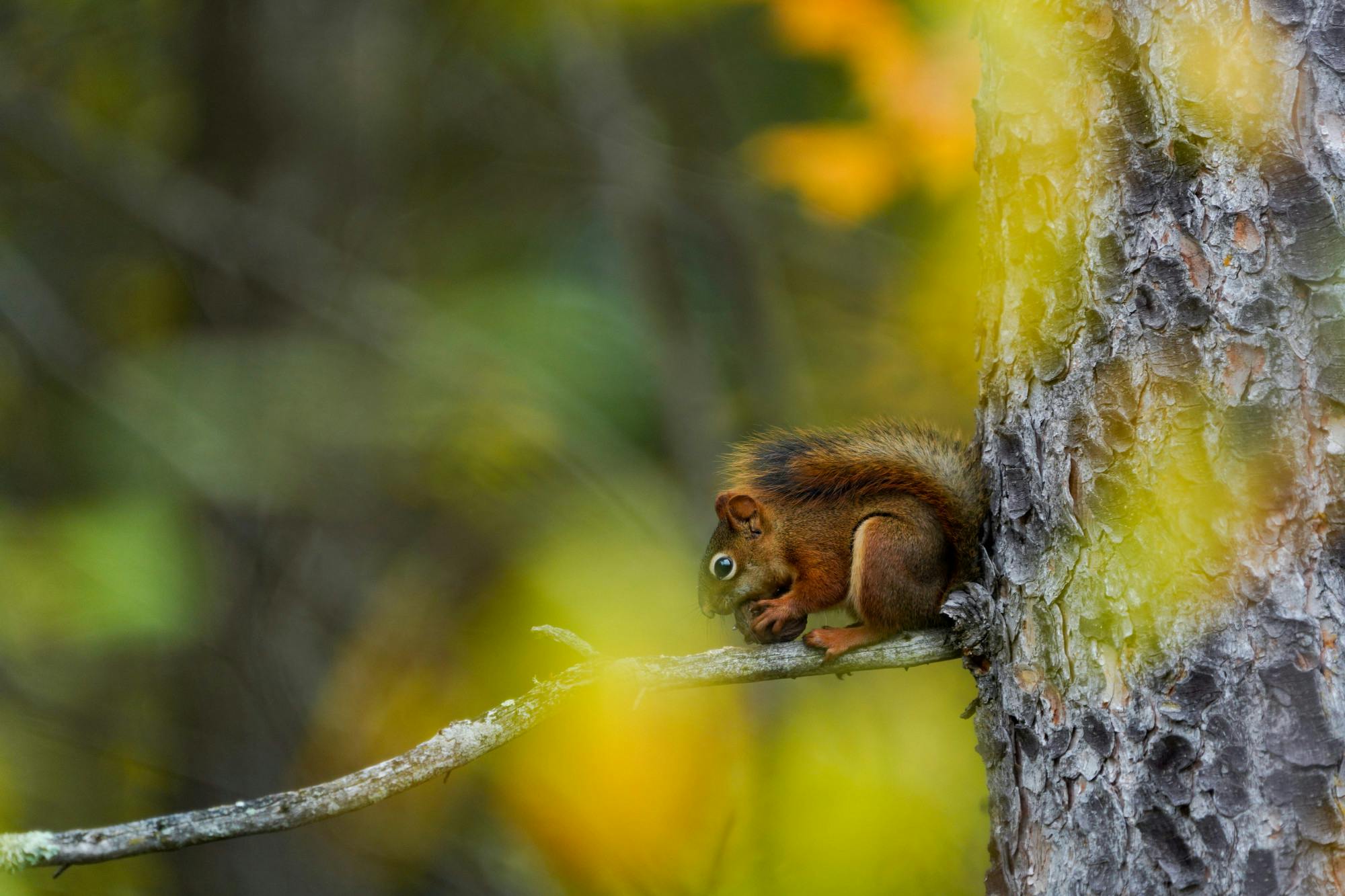 American Red Squirrel.JPEG