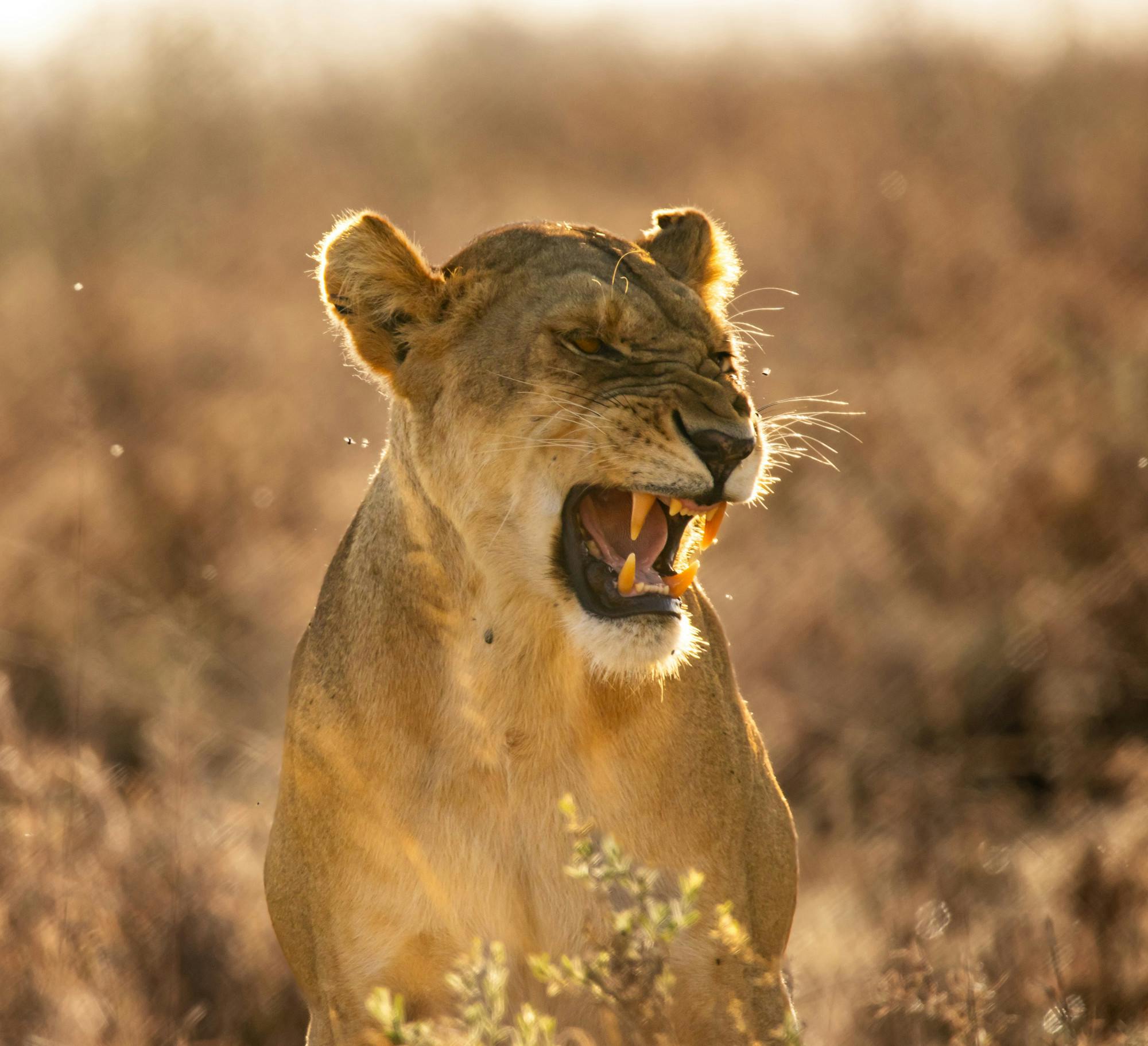 Max Zeltsar_Roaring Lion_Things_Serengeti National Park, Tanzania.jpg