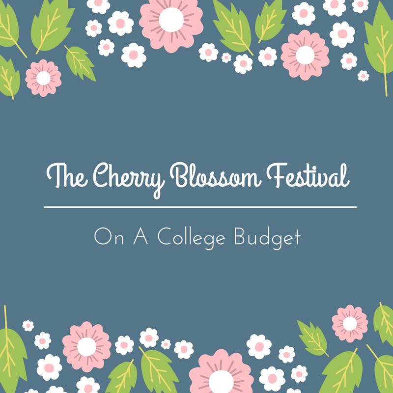 The-Cherry-Blossom-Festival