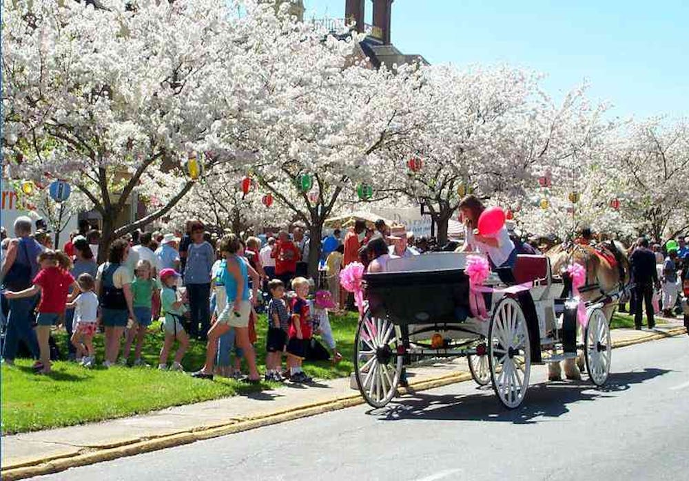 Cherry Blossom festival.
